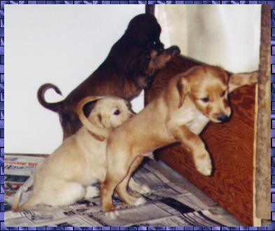 Picture of 6 week old Afghan Hound puppies trying to climb out of their nest.  AKC registered Afgan Hound puppys
