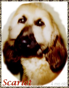 CUTEST photo of 4 month old Hosanna's Scarlet Rose, beautiful AKC registered Afghan Hound puppy