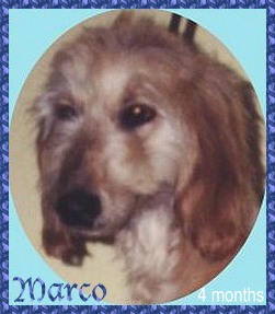 Marko - CUTE photo of 4 month old AKC registered Afghan Hound puppy dog