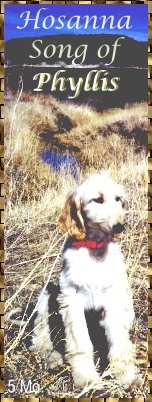 Puppy photo - Hosanna Song of Phyllis - AKC registered Afghan Hound dog