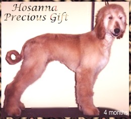Hosanna Precious Gift - cute photo of 4 month old registered AKC afghan hound puppy