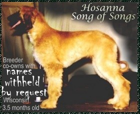 Hosanna Song of Songs - photo of Afghan Hound puppy AKC registered AFGAN dog