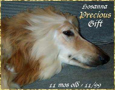 beautiful photo of 11 month old Hosanna Precious Gift, AKC Afghan Hound puppy bitch