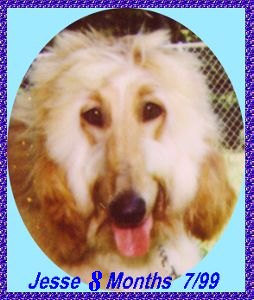 Hosanna Song of Jesse - 8 months old - photo of AKC registered Afghan Hound puppy