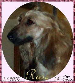 Hosanna's Scarlet Rose - beautiful photo of AKC Afghan Hound bitch