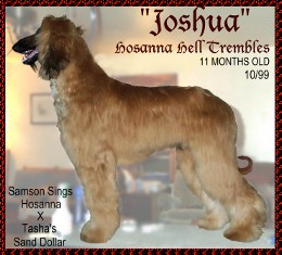Hosanna Hell Trembles - photo of a beautiful AKC registered Afghan Hound puppy dog