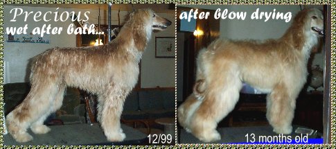grooming photos of Afghan Hound bitch wet after bath, before and after blow drying