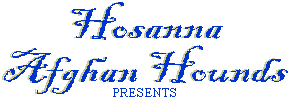 Hosanna Afghan Hounds Logo - graphic design by AAA World Wide Web Design