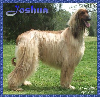 photo of Joshua, a 2 year old AKC registered Afghan Hound dog from litter by Samson Sings Hosanna X Tasha's Sand Dollar whelped November 18, 1998