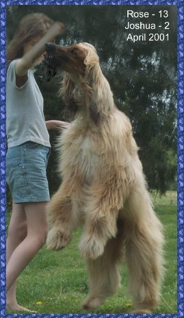 comic photo of Joshua with his AKC Junior Handling partner Rose, she is training her dancing bear - afghan dog