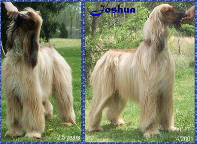 Front view of Joshua, Hosanna Hell Trembles, an AKC registered Afghan Hound dog