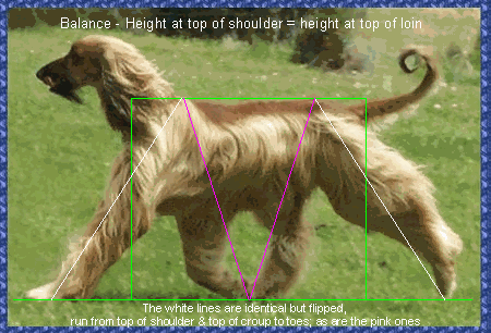 Photo of gaiting Afghan Hound dog showing geometric lines outlining balance - AKC Afgan dog