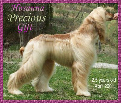 Hosanna Precious Gift - photo of beautiful AKC registered Afghan Hound bitch