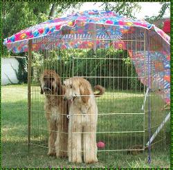 CUTE photo of two Afghan Hound puppies 'cooling it' at a dog show AKC