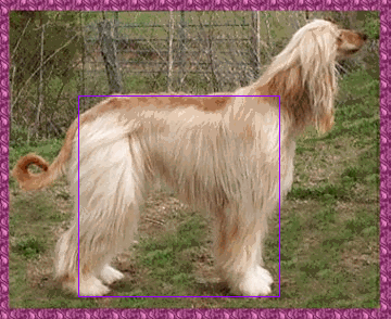 photo of Precious standing naturally, with geometric overlay showing her proportions - Afghan Hound AKC bitch