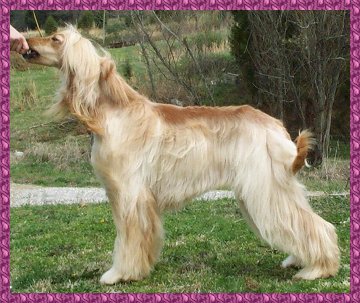 another beautiful photo of Precious in a show stack, AKC Afghan Hound bitch
