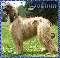 Photo of 2 year old male AKC registered AFGHAN HOUND Champion Hosanna Hell Trembles