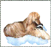animated GIF graphic of Hosanna Precious Gift, 2 year old Afghan Hound photos and graphic design by AAA World Wide Web Design