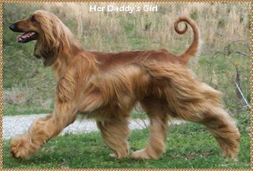 'Moving with head and tail high, the whole appearance of the Afghan Hound is one of great style and beauty.' from Afghan Hound Breed Standard