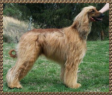 'back line appearing PRACTICALLY LEVEL from the shoulders to the loin. ... Shoulders .. plenty of angulation ... the legs are well set underneath...Strong and powerful loin and slightly arched,.. hipbones very pronounced; ' Afghan Hound Breed Standard