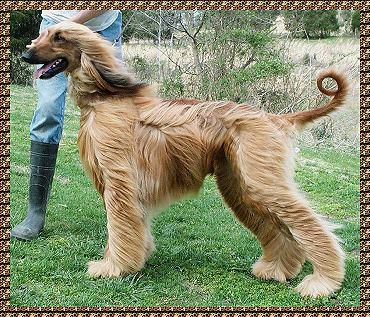  well ribbed and tucked up in flanks. The height at the shoulders equals the distance from the chest to the buttocks' from the Afghan Hound Breed Standard