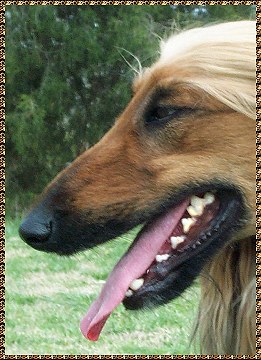 'the underjaw showing great strength, the jaws long and punishing;.....a scissors bite is even more punishing' from the Afghan Hound Breed Standard