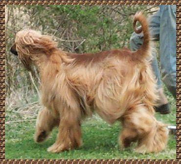 'The neck is of good length, strong and arched, running in a CURVE to the shoulders which are LONG and sloping and well laid back.'  from the Afghan Hound Breed Standard