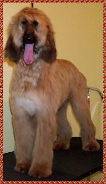 8 month old puppy photo - Afghan Hound