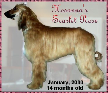 'Neck is of good length, strong and arched, running in a CURVE to the shoulders which are long and sloping and well laid back' from Afghan Hound Breed Standard