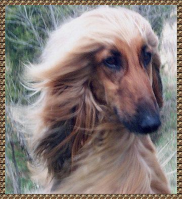 "EYES gazing into the distance as if in memory of ages past.....falling away in front of the eyes so there is an absolutely clear outlook with no interference....The eyes are almond shaped (almost triangular)..." from Afghan Hound Breed Standard