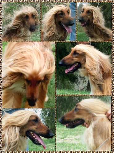 'The striking characteristics of this breed - exotic, or "Eastern" expression, long silky topknot...the head is surmounted (in the full sense of the word) with a topknot of long, silky hair - that is also an outstanding characteristic of the Afghan Hound