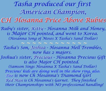 Tasha - dam of 2 Hosanna Afghan Hound litters of AKC puppies - photo