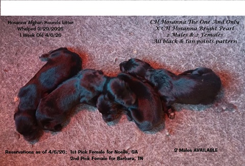 Whelped 3/29/2026