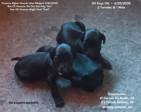 Whelped 3/29/2026