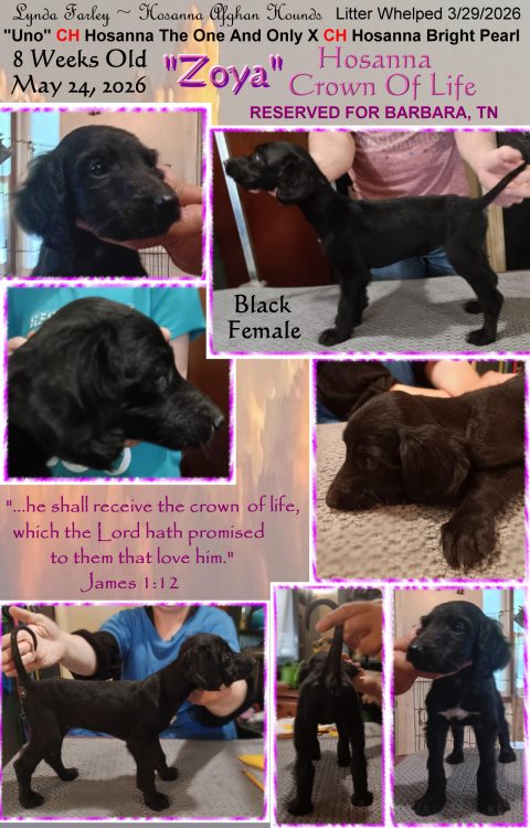 Whelped 3/29/2026