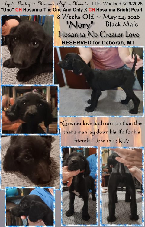 Whelped 3/29/2026