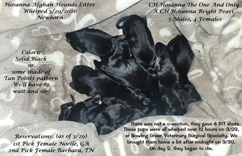 Newborn Afghan Hound puppy photo Whelped 3/29/2026
