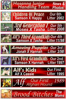 link buttons to Hosanna Afghan Hound pages Hosanna Junior  Handling Team, Our 6th AKC Afghan Hound litter, our 5th AKC afghan hound litter, our 4th AKC afghan hound dog  litter, our 3rd afgan hound dog litter, our 2nd afgahn hound dog litter, our 1st afgha