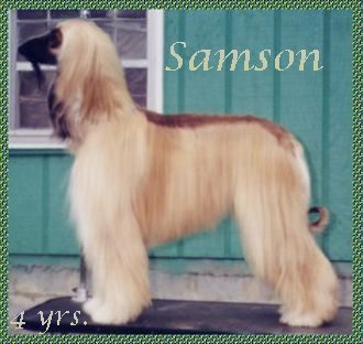 Samson Sings Hosanna - Afghan Hound photograph - AKC dog
