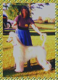 Afghan Hound photo - David Sings Hosanna AKC and Certified Therapy and Service dog