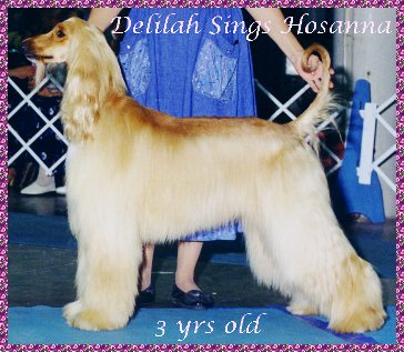 Afghan Hound AKC dog show photo - Delilah Sings Hosanna