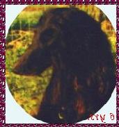 Seer's Night Witch - Hannah - Afghan Hound head study photo AKC bitch