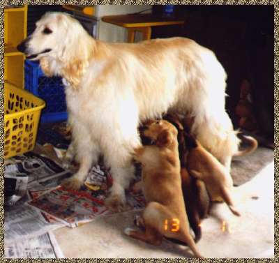 Afghan Hound dam and puppies photo - Scharlau Sandcastle II AKC bitch