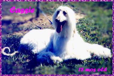 Afghan Hound photo - Scharlau Sandcastle II AKC bitch