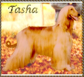 Afghan Hound photo - Tasha - dam of 2 AKC litters of Hosanna Afghan Hound puppies