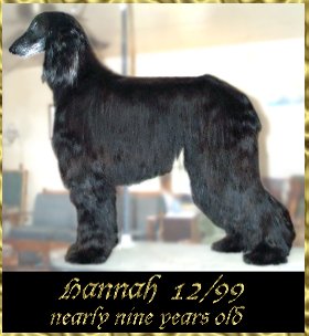 Hannah - See'rs Night Witch - Afghan Hound photograph AKC bitch
