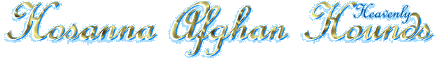 Hosanna Afghan Hounds - Heavenly hounds - title custom transparent gif graphic by AAAWWW afghans afgans AFGHANS world wide web design