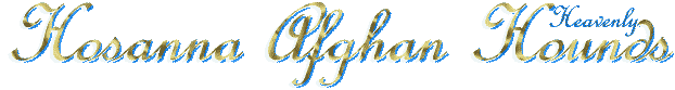 Hosanna Afghan Hounds - Heavenly hounds - custom transparent gif graphic by AAAWWW afghans afgans AFGHANS world wide web design