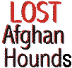 Lost Afghan Hound - 3d custom word art transparent graphic by Lynda Farley AAA World Wide Web Design
