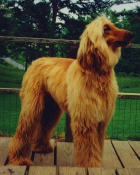 Drifter - a lost AKC registered Afghan Hound dog - puppy photo